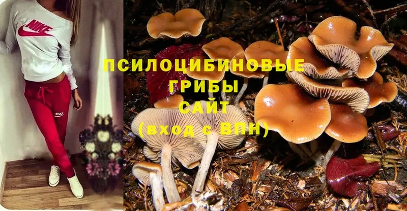 что такое   Анива  Галлюциногенные грибы MAGIC MUSHROOMS 